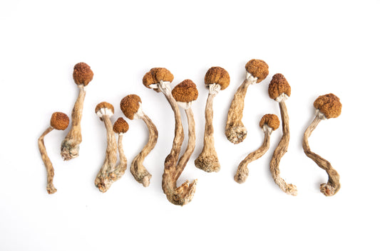 Psychedelics and the Power of Psilocybin to Repair One's Natural Brain Function